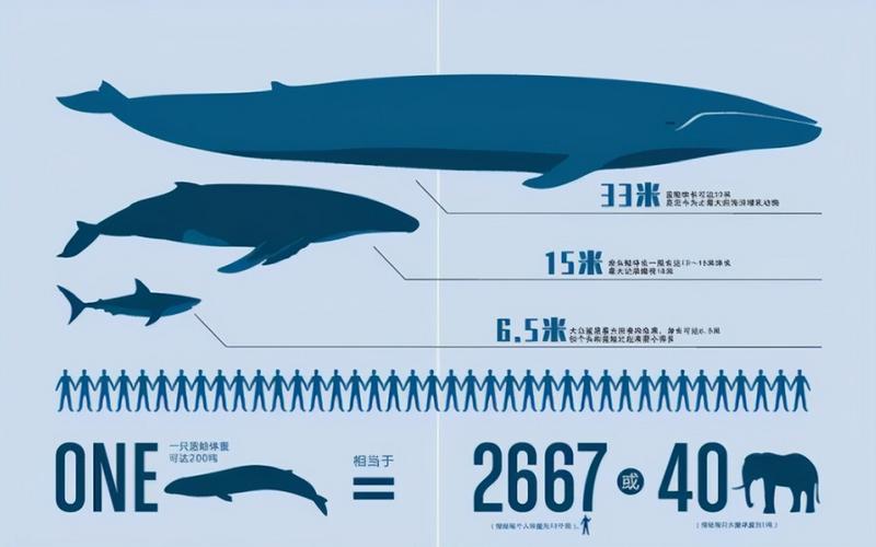 蓝鲸有多长